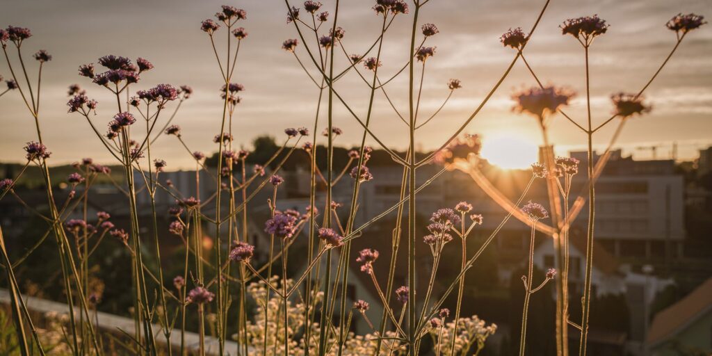 gourmetbox-bern-catering-firmenfest-kulinarium-blumen-dachterrasse@2x
